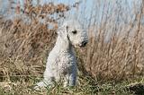 BEDLINGTON TERRIER 130
